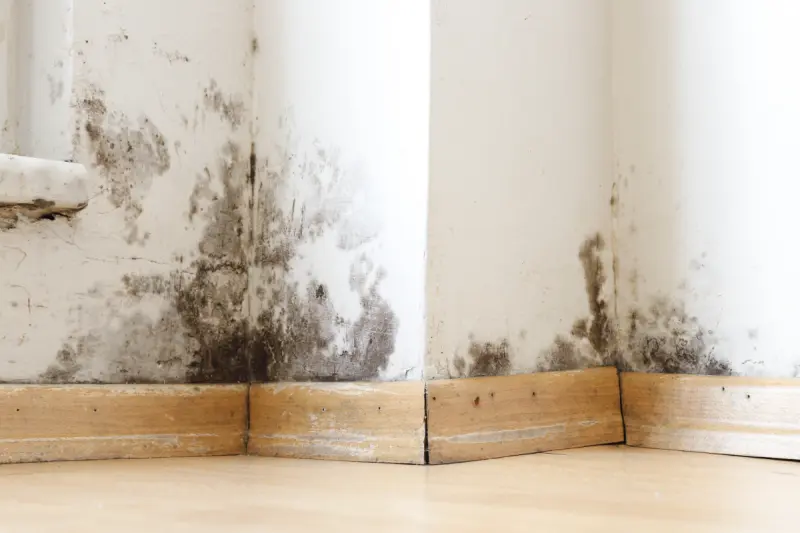 Damp Specialists Near Me Windsor, Slough, Berkshire & Surrey