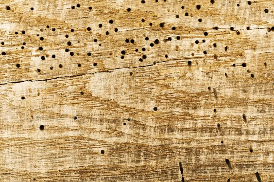 Signs Your Home May Have a Woodworm Problem
