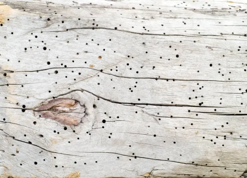 Best Ways to Prevent Woodworm in Your Home Image